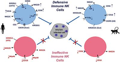 Monkeying Around: Using Non-human Primate Models to Study NK Cell Biology in HIV Infections